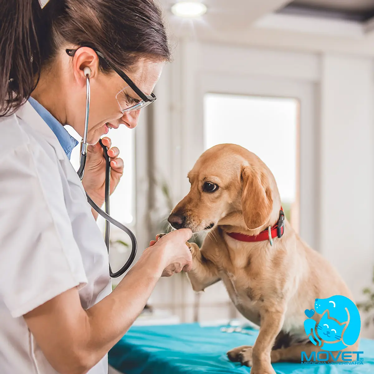 Veterinarias